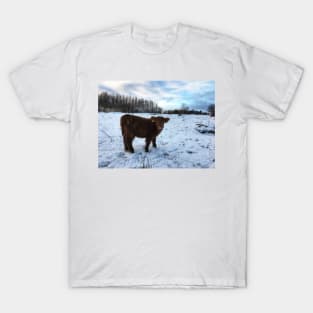 Scottish Highland Cattle Calf 1606 T-Shirt